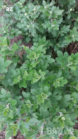 Хризантеми , снимка 3 - Разсади - 42740391