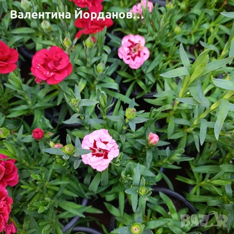 силно ароматен карамфил , снимка 4 - Градински цветя и растения - 54333921