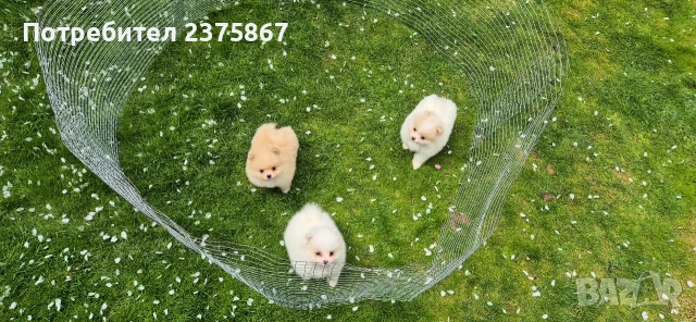 Мъжки и женски померанчета,померан, снимка 3 - Померан - 54238902