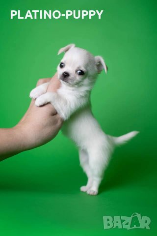 Мини джудже момиченце, снимка 3 - Чихуахуа - 35231439