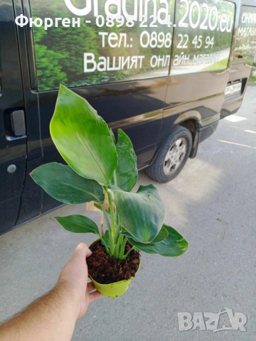 Кралска стрелиция (Strelitzia reginae), снимка 6 - Разсади - 52907830