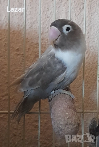 Продавам Неразделки, снимка 2 - Папагали - 54022732