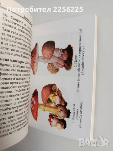 Джобна енциклопедия на гъбите, снимка 2 - Специализирана литература - 56463330