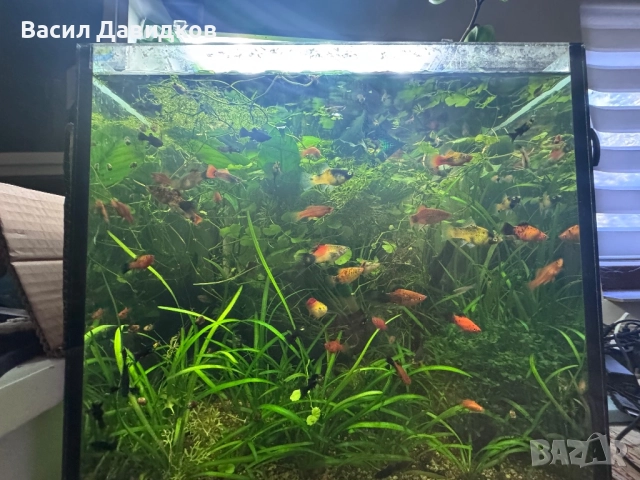 Хелер , Молинезия , Плата , Гупа , Комети, снимка 5 - Рибки - 51515705