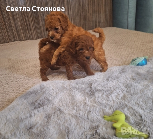 Мини пудел, снимка 4 - Пудели - 52621536