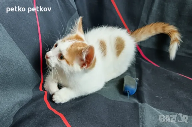 Подарявам малки котенца на три месеца, снимка 9 - Други - 56067925