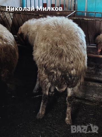 Коч аваси, снимка 2 - Овце - 52960611