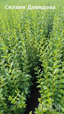 0.70лв. Лигуструм на корен, снимка 4 - Разсади - 52116194