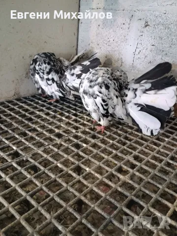 Фенерлии, снимка 6 - Гълъби - 49350695