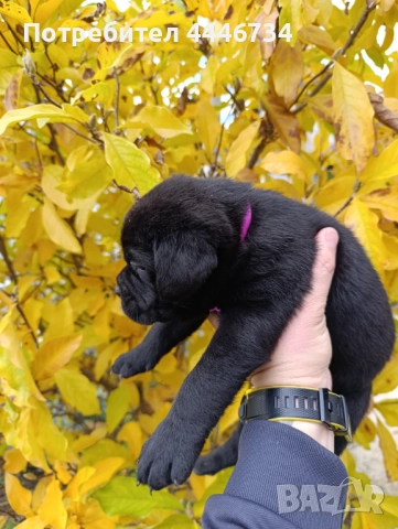 Кане Корсо кученца