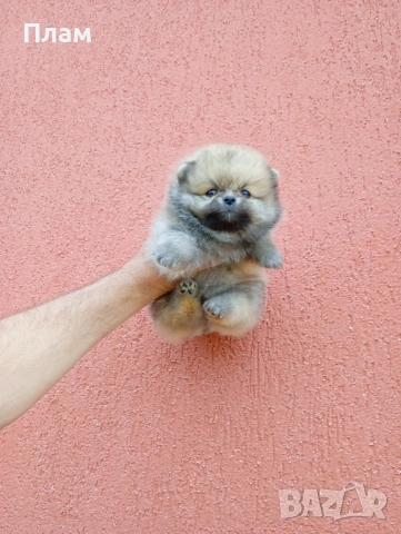 Мъжки Померан, снимка 6 - Померан - 54354486