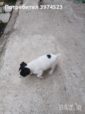  Джак ръсел , снимка 6 - Джак ръсел териер - 53719399