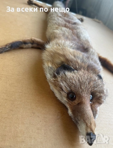 Препарирана лисица, снимка 9 - Други - 54350684