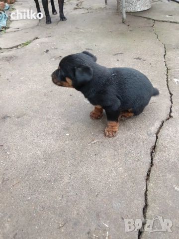 ягдтериер, снимка 6 - Ягдтериер - 52787759