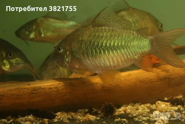 Сомче коридорас, зелен коридорас, brochis splendens