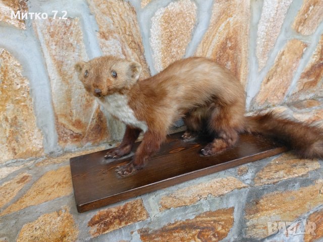 Препарирана белка, снимка 3 - Други - 37283951