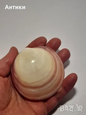 Мида морска, снимка 3 - Други - 48460022