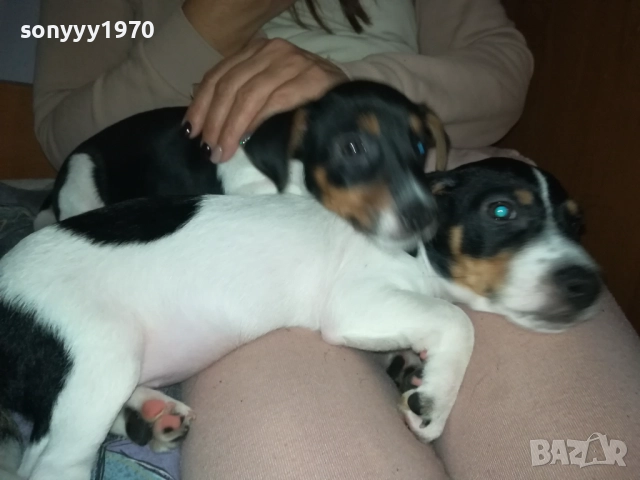 ДЖАК РЪСЕЛ-ЛЯВОТО ОТ СНИМКИТЕ 3110250739, снимка 5 - Джак ръсел териер - 52242197