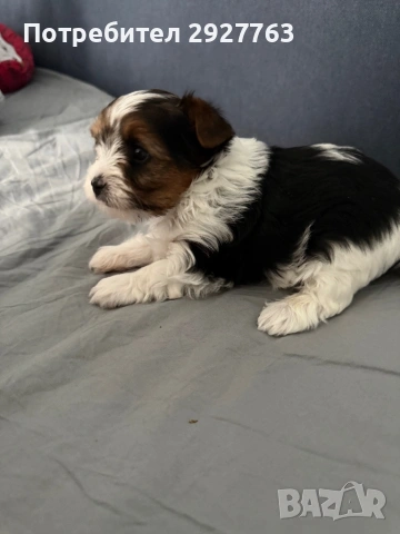 Бивер йоркширски териер, снимка 5 - Йоркширски териер - 53721743