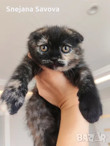 женско шотландско клепоухо коте с костенуркова шарка