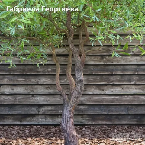 Къдрава върба 