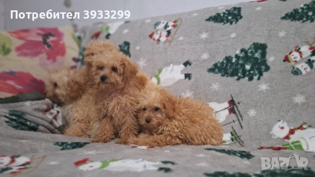 Пудел той пуделчета , снимка 4 - Пудели - 51947182