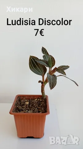 Лудизия земна орхидея / Ludisia Discolor /