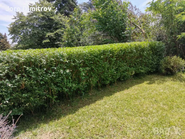 Поддръжка/Рязане на овошки и опасни дървета/Почистване на терени/Пръскане и изкореняване, снимка 9 - Други услуги - 48229616