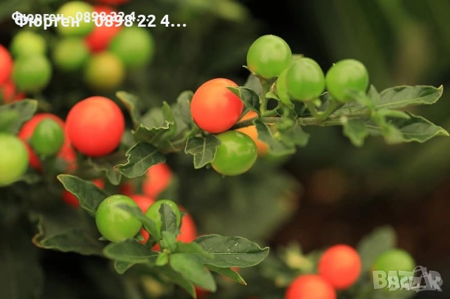 Соланум, снимка 4 - Разсади - 42896125