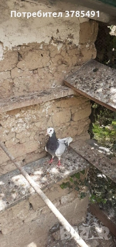 Типлери , снимка 5 - Гълъби - 53903914