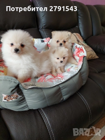 померан момиче и момче, снимка 2 - Померан - 52774636