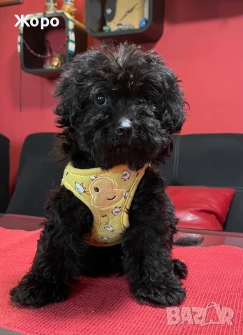 Той пудел-момиче, снимка 1