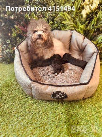 Тийкъп сиви пуделчета, снимка 2 - Пудели - 52964494