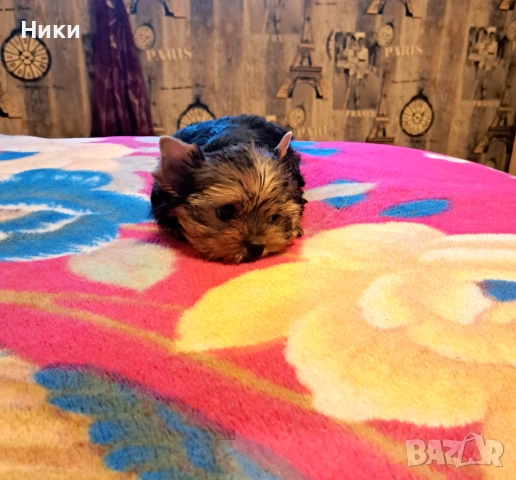 Мини йоркширско териерче , снимка 3 - Йоркширски териер - 53908504