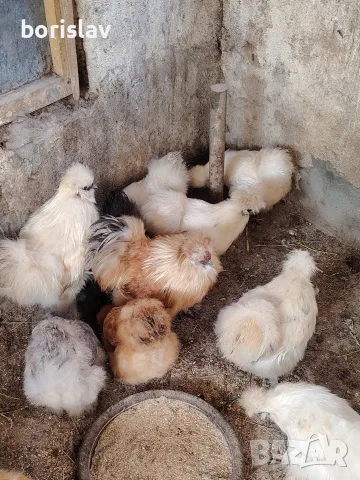 Продавам яйца за лупене. 