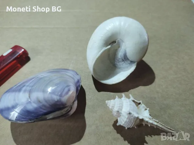 Океански дарове., снимка 4 - Други - 48931313