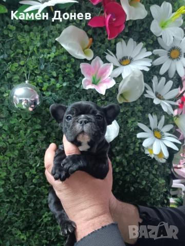 Френски булдог , снимка 5 - Френски булдог - 52906488