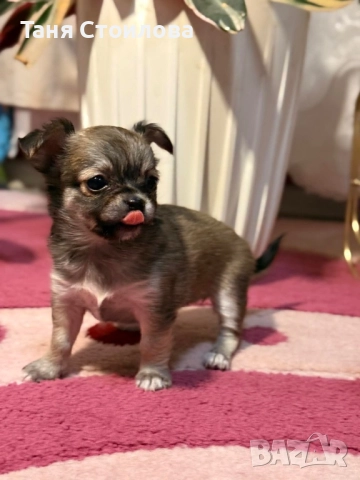 Продавам чихуахуа момиченце, снимка 4 - Чихуахуа - 52586129