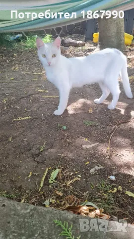Котета търсят дом, снимка 6 - Други - 55517656