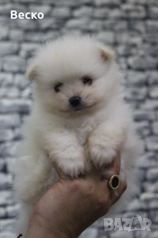 Померан мини мъжко и женско , снимка 6 - Померан - 52847217