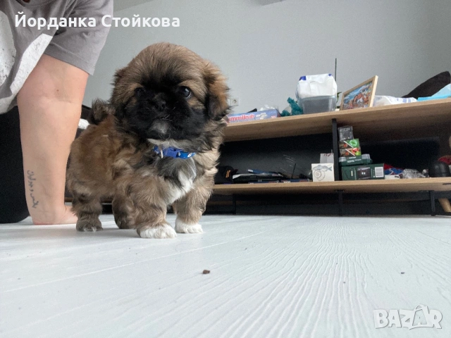 Породист пекинез мъжки, снимка 2 - Пекинез - 54158439