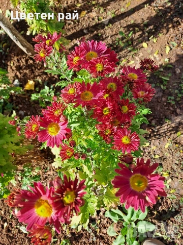 Разсад хризантеми , снимка 16 - Градински цветя и растения - 54010299