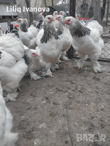 Яйца от Колумбийска Брама, снимка 3 - Кокошки и пуйки - 53944933