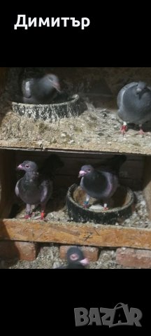 Продавам пилета спортни пощи, снимка 2 - Гълъби - 37025398