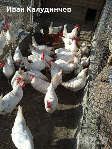 продавам кокошки,пуйки,патици, снимка 11 - Кокошки и пуйки - 44194982