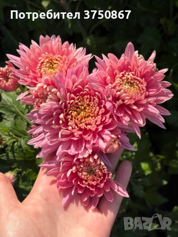 💜🌿🩷 Високостеблени хризантеми , снимка 3 - Градински цветя и растения - 52420302