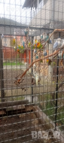 Продавам ято неразделки