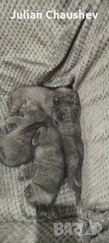 Британски късокосмести 