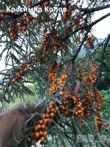 Облепиха, лечебни плодове и растения,супер храни,билки, снимка 4 - Градински цветя и растения - 34161365