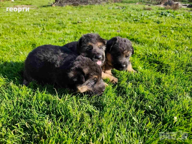 Малки Немски Овчарки